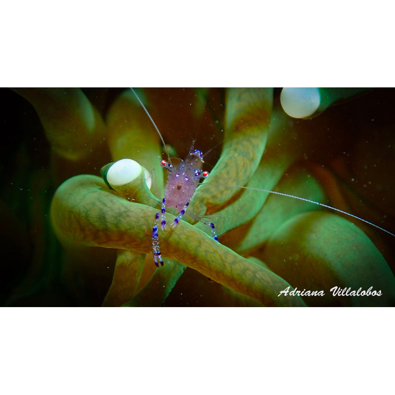 Fotografía Camarón Cristal de Anémonas
