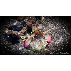 Fotografía Camarón Mantis