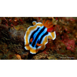 Vibrante cataria